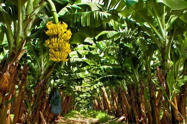 The banana plant is actually a giant herb. The yellow fruit it produces is a berry.