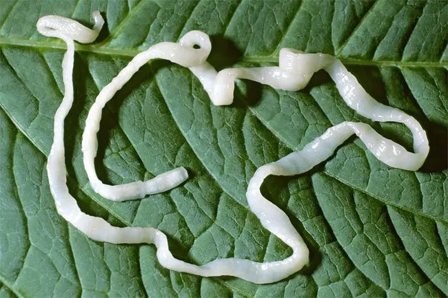 Tapeworms can live in a human for up to 30 years.