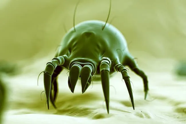 Dust mites in your mattress feed on dead skin cells that you have shed. 