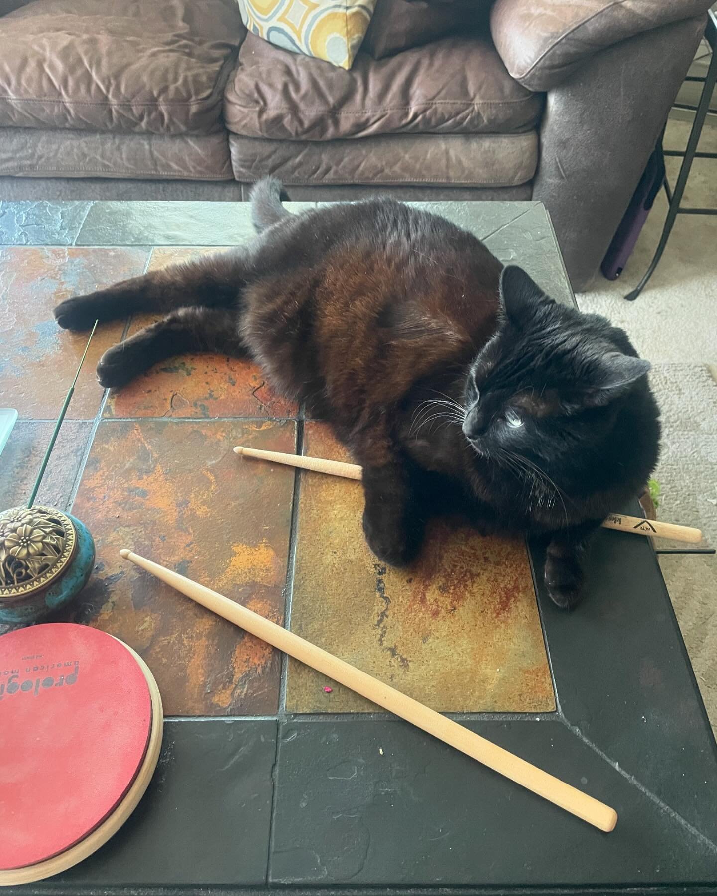 I feel like she&rsquo;s telling me that she&rsquo;s done hearing the practice pad for the day.  #lifewithcats #roommates #practicepad #shedding  #drummer #vaterpercussion #prologicpracticepad #practicepracticepractice #blackcat #livinginrhythm