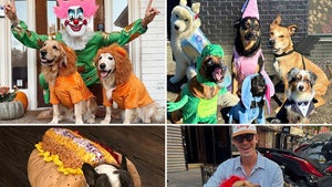 1029-celebrity-pets-halloween-costumes-primary_720