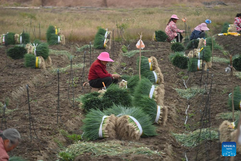 Local characteristic agriculture provides more jobs for rural women in south China's Liuzhou city