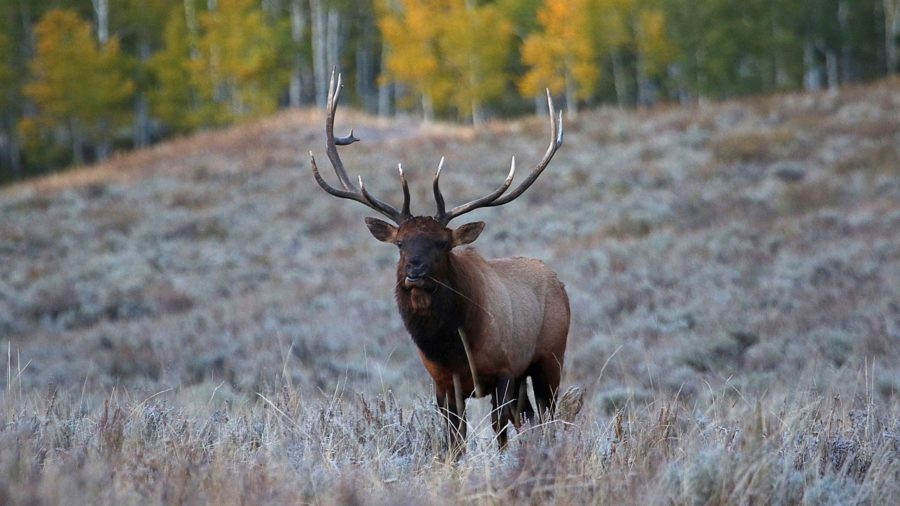 Hunters want to donate game meat to food banks, but Utah doesn't allow it