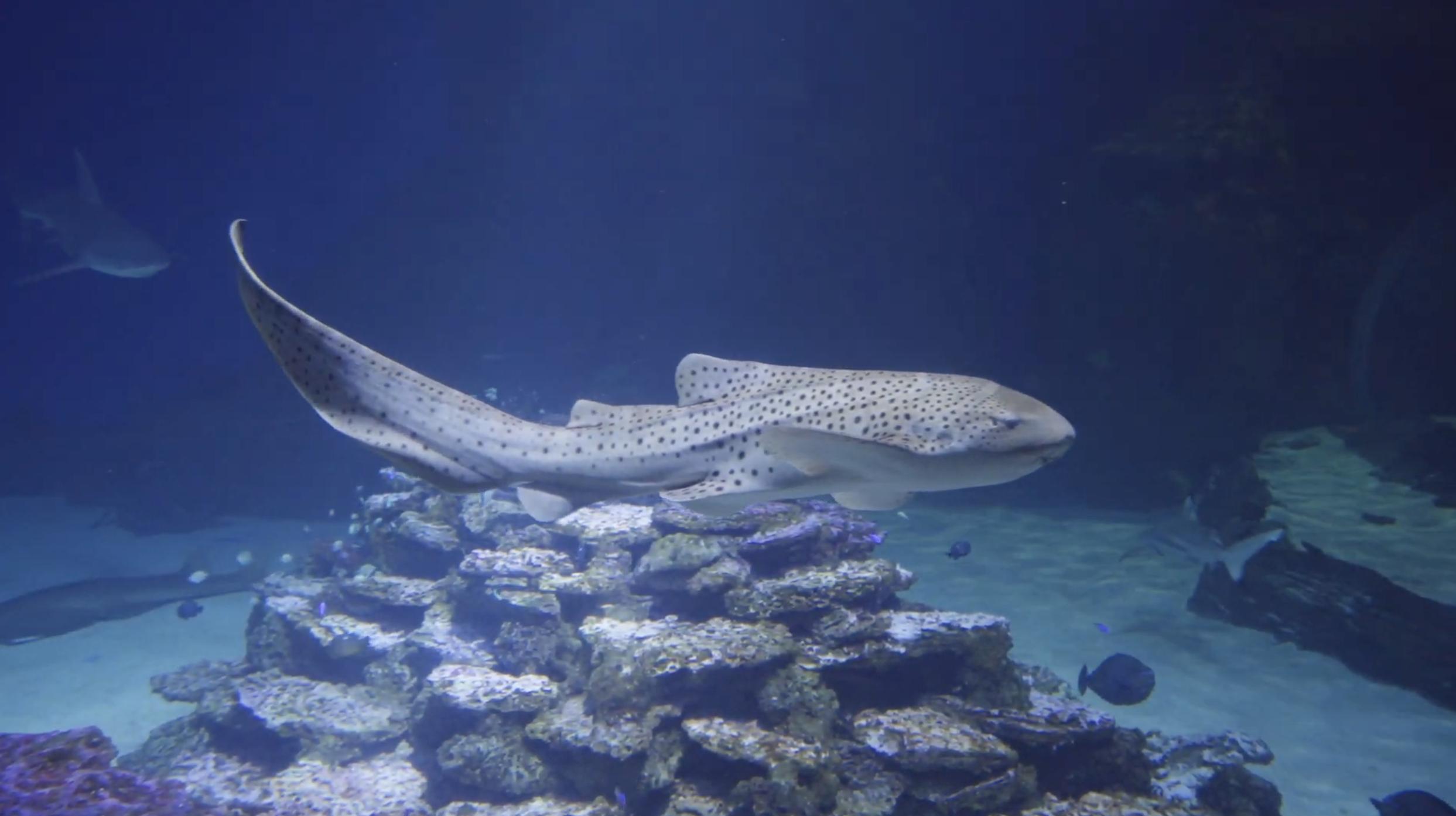 Draper aquarium inviting public to meet, name new zebra shark 