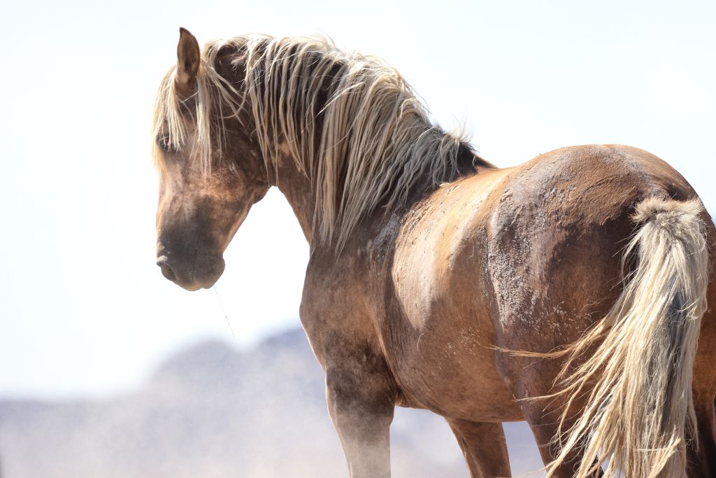 $19,000 reward: BLM seeking public's help finding killer of protected wild stallion near Dugway