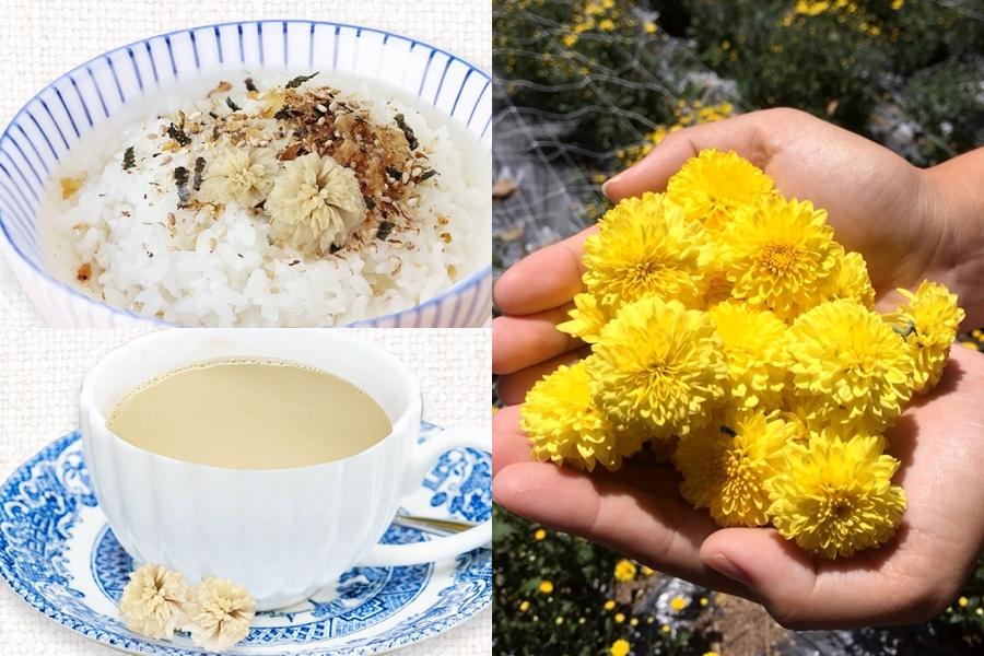 杭菊花季正美！農糧署教「杭菊奶茶、茶泡飯」優雅品花雙享受