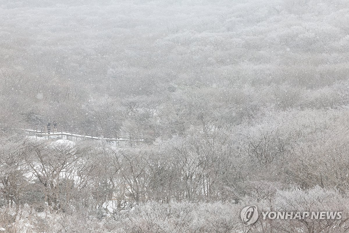 한라산에 최고 55㎝ 넘는 눈 쌓여…입산 전면 통제