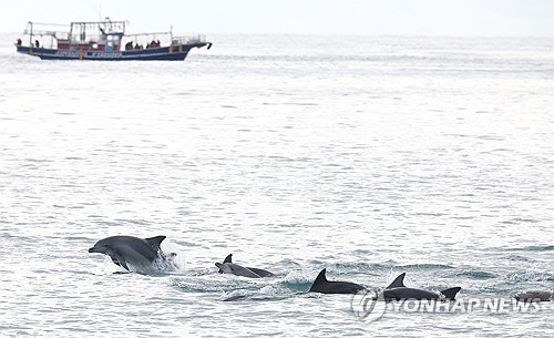 Bottlenose dolphins off Jeju