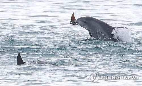 イルカの食事時間