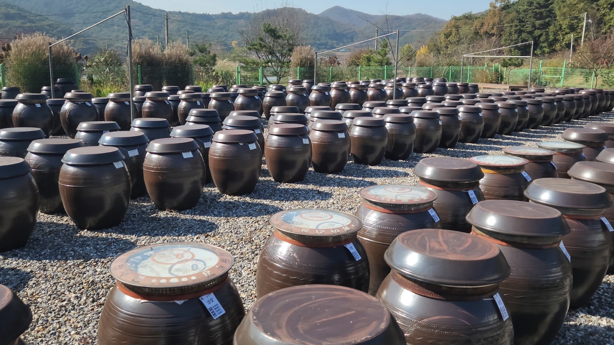 Traditional earthenware pots known as "jangdok" in Korean are neatly arranged in rows. (Yonhap)