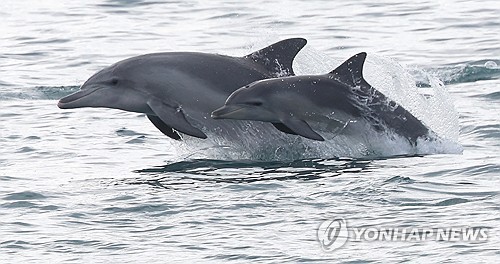 Bottlenose dolphins off Jeju