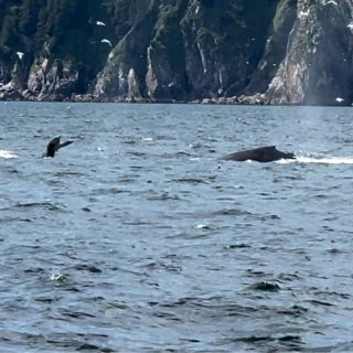 阿拉斯加｜Kenai Fjords游船｜...