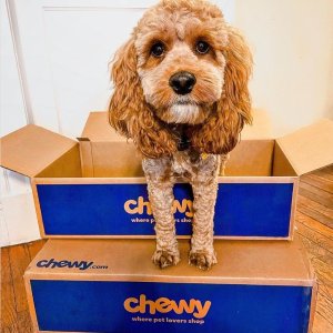 Chewy 促销一览 玩具服饰买3送1