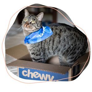 送萌宠一个家Chewy 可领养猫狗全搜罗❤点滴捐赠献爱心