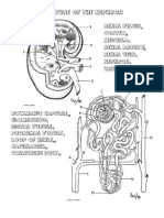 Nephron Coloring