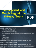 Development and Morphology of The Primary Teeth