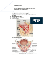 Anatomy of Urinary Bladder and Urethra