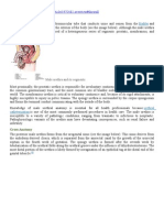 Bladder: Male Urethra and Its Segments