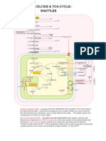 Glycolysis and TCA Cycle - Shuttles