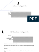 Cross Section of Radiographic Film