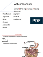 Small Intestine