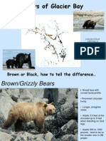 Black Versus Brown Bears of Glacier Bay Web