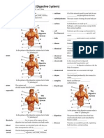 Anatomy Digestive System