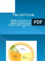 Cell Cycle