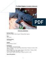 Care Sheet - Black Agama (Laudakia Melanura)