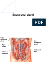 Suprarenal Gland