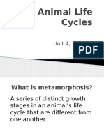 Animal Life Cycles Unit 4 Lesson 6