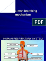 Human Breathing Mechanism