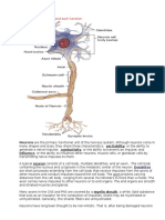 Neuro Study Guide