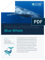 Blue Whale Fact Sheet