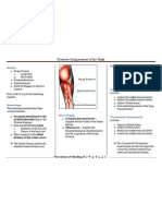 Posterior Compartment of The Thigh