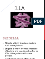 Shigella