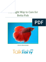 Right Care For Betta Fish