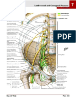 Lumbosacral Plexus