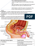 Male and Female Reproductive System