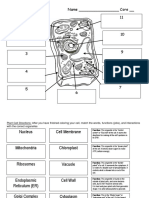 Name - Core - 1 11: Plant Cell Foldable