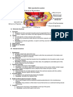 Male Reproductive System