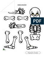 Human Skeleton Worksheet