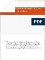 Hertwig's Epithelial Root Sheath and Root Formation