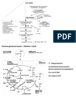 Urea Cycle