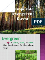 Evergreen Forest