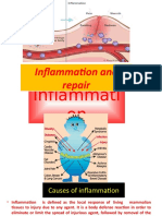 Basic Mechanism Involved in Process of Inflammation and Repair