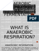 Anaerobic Respiration and Fermentation