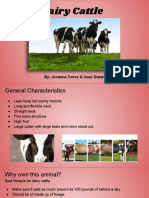 Dairy Cattle Project