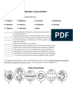 The Cell Cycle Activity: Fill in The Blank