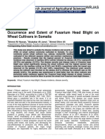 Occurrence and Extent of Fusarium Head Blight On Wheat Cultivars in Somalia